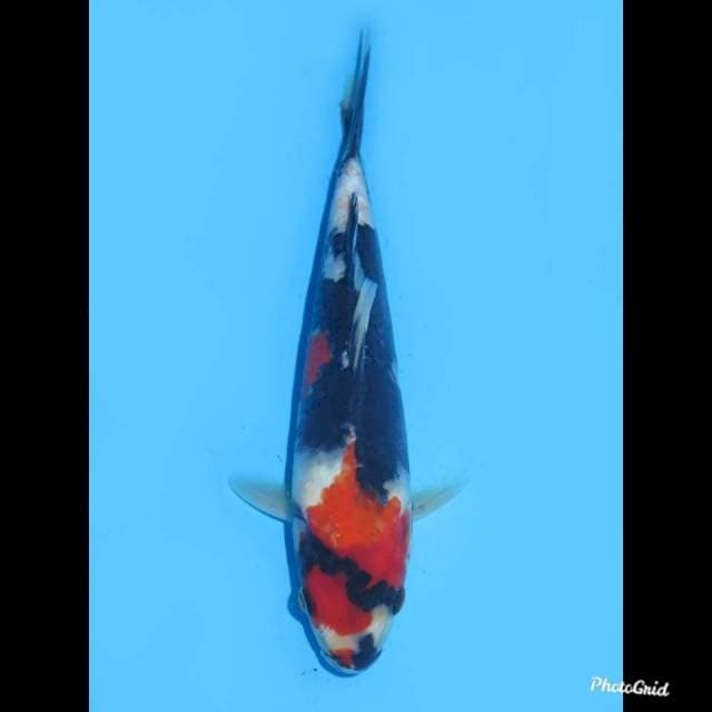 24cm , Male , Red Showa 