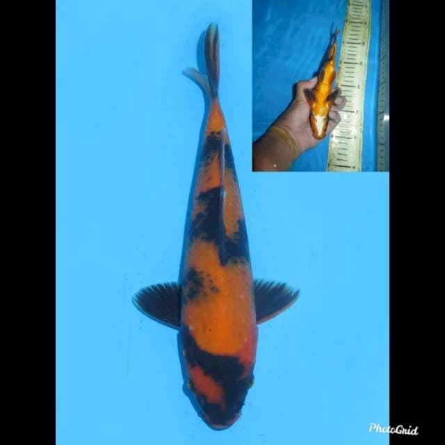 20cm , Male , Hi Utsuri SQ