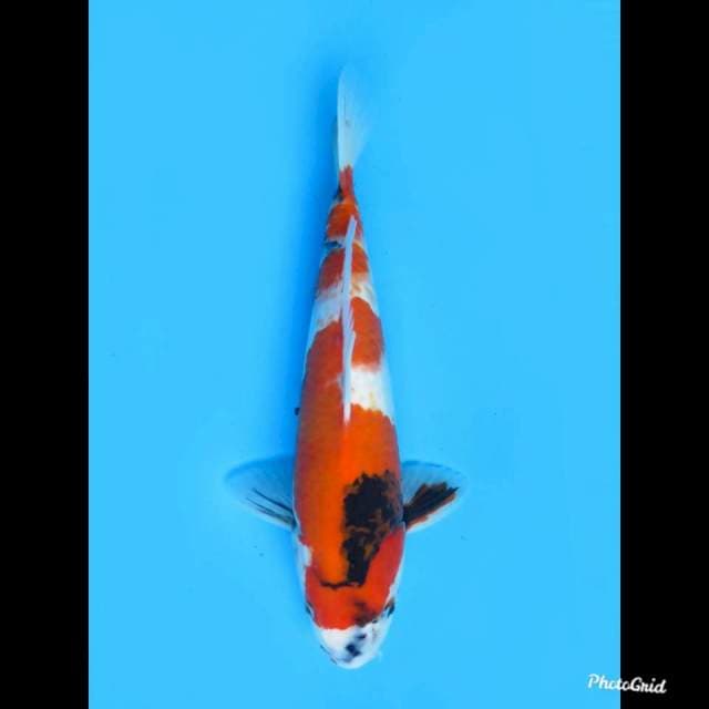 32cm , Male , Kindai Showa 