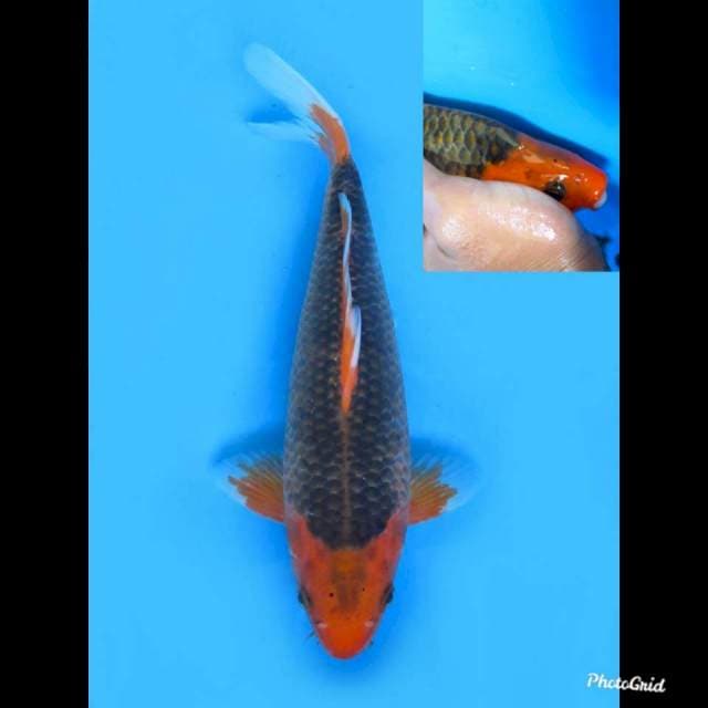 29cm , Male , Aka Matsuba