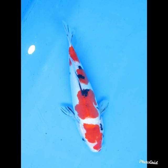 25cm Male , Sanke Doitsu Murni