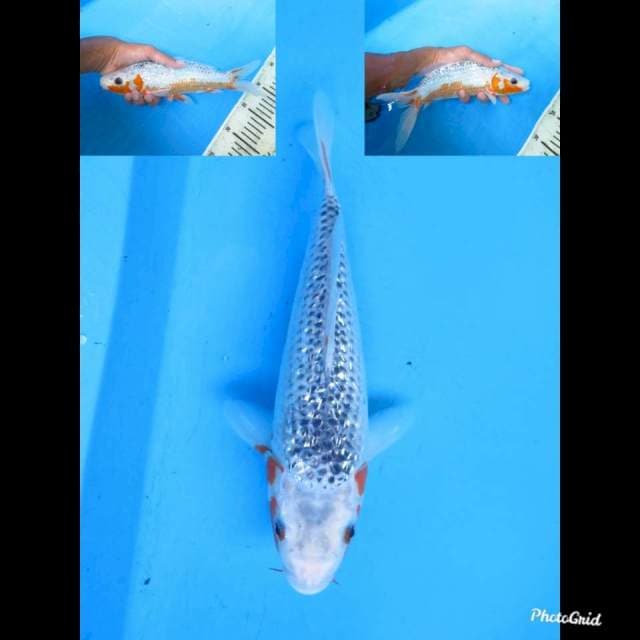 27cm Male , Asagi Full Ginrin 