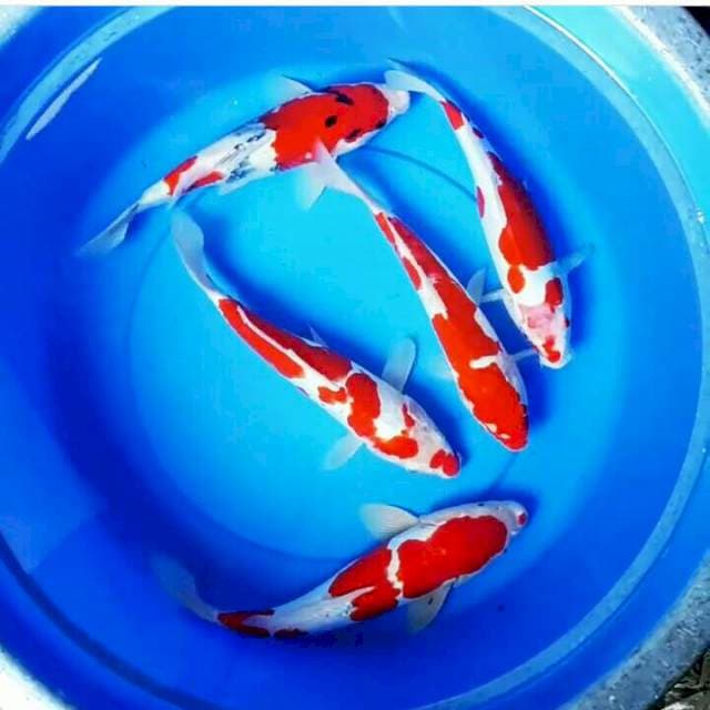 Strong Kohaku Doitsu Showa sisik 