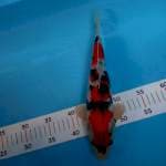 Showa 30cm