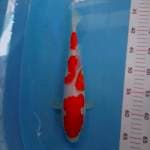 Kohaku 30cm