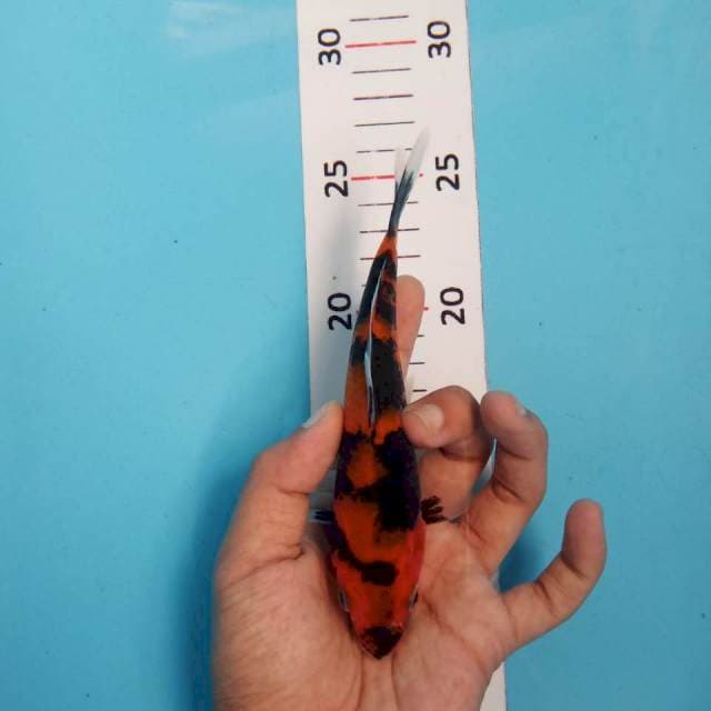 Hi showa 15cm