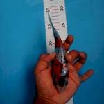 Showa ginrin tategoi 18cm