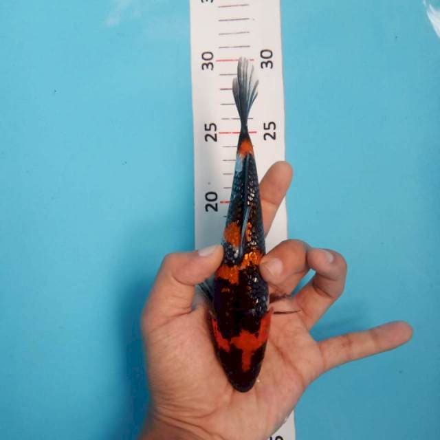 Showa ginrin 18cm