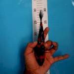 Showa ginrin 18cm