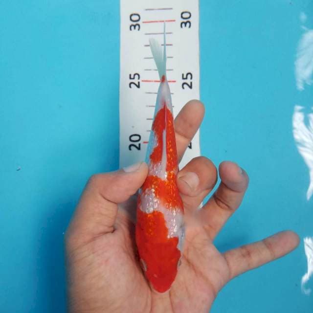 Kohaku ginrin 15cm