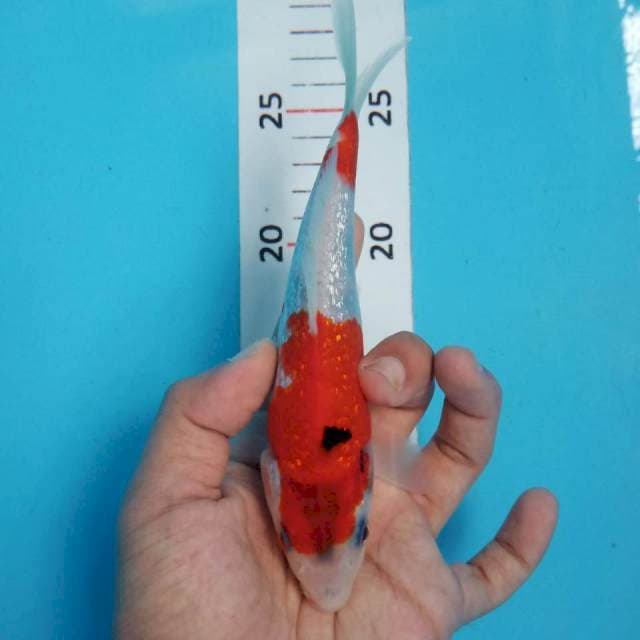 Kohaku ginrin 18cm