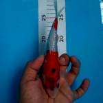 Kohaku ginrin 18cm