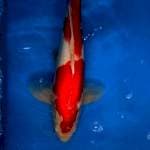 Kohaku Red Strong