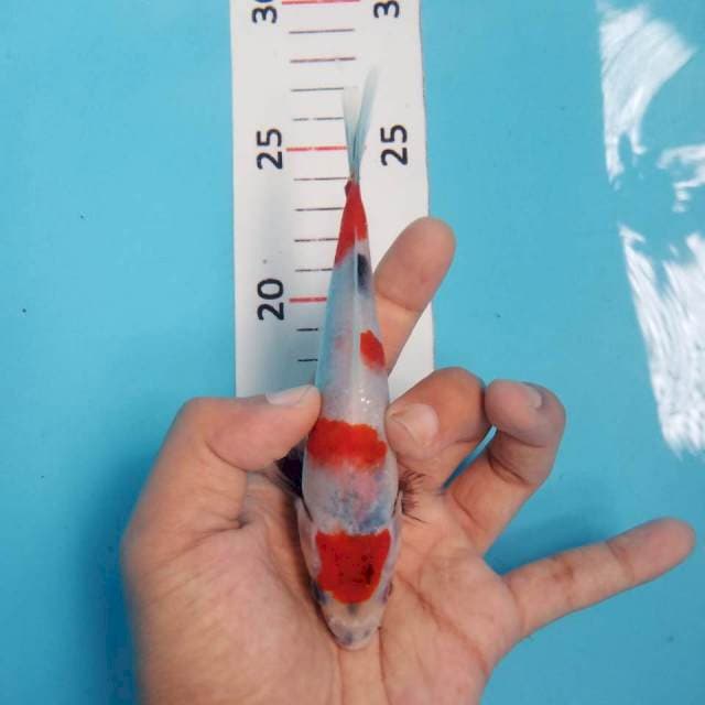 Showa tategoi 15cm