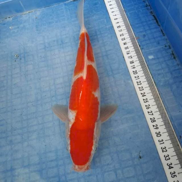 Kohaku