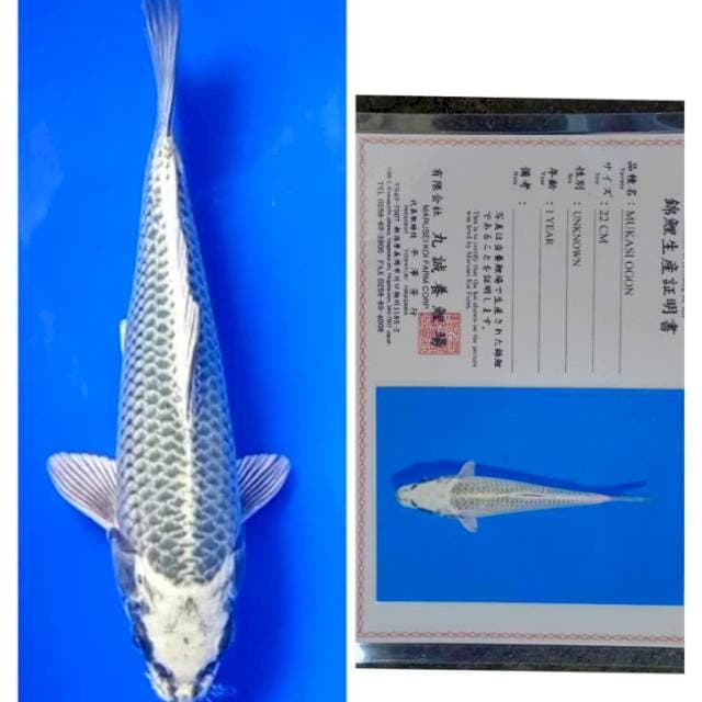 Mukasi Ogon Import Serti Marusei