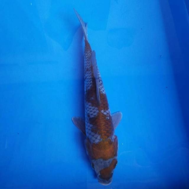 Ochiba 20cm