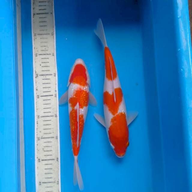 Kohaku ginrin vs biasa calon jumbo
