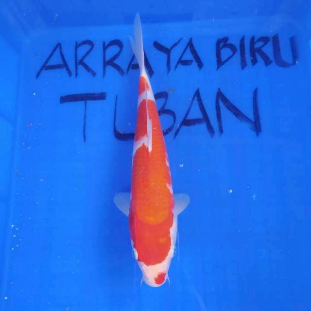 KOHAKU KUCIBENI 32cm