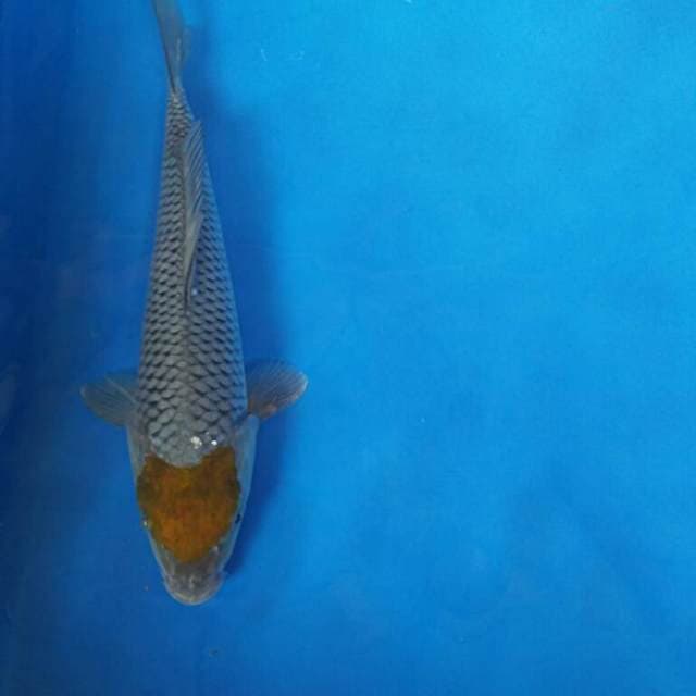Ochiba tancho ori 22cm