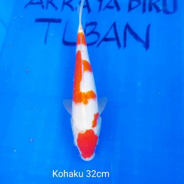 KOHAKU 32cm