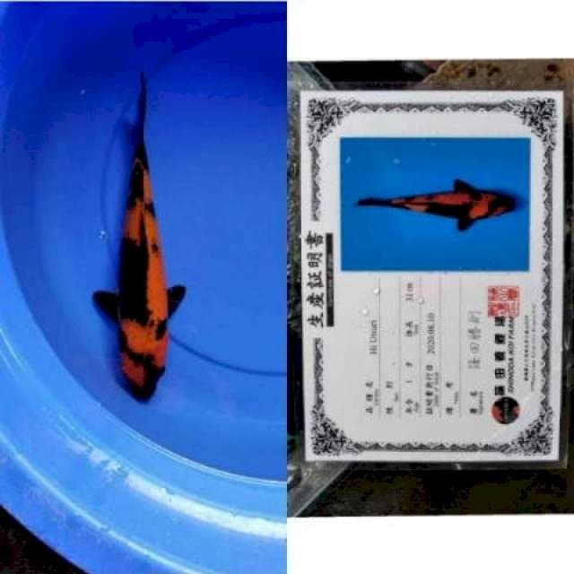 Hi Utsuri Shinoda Farm 35cm