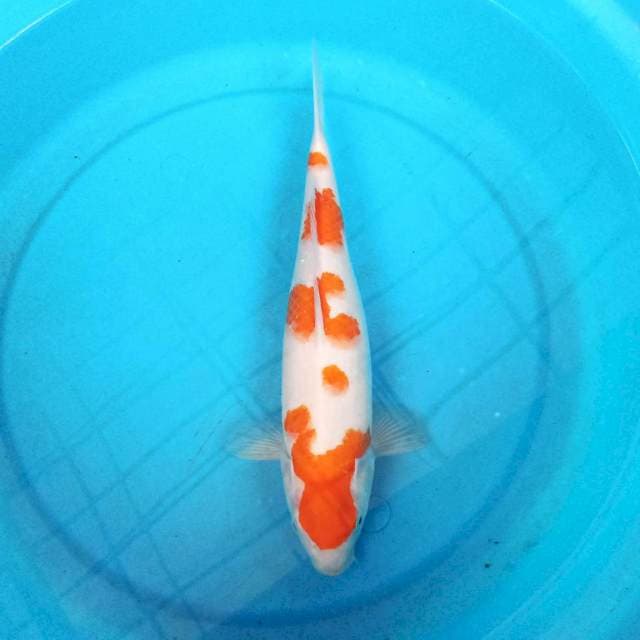 Kohaku 34 cm