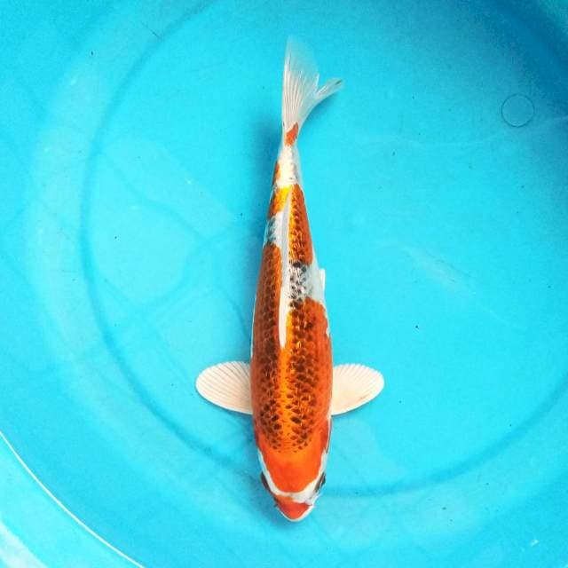 Kujaku 30 cm