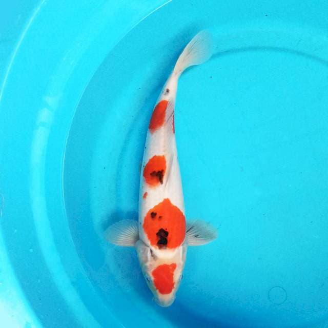 Sanke 32 cm