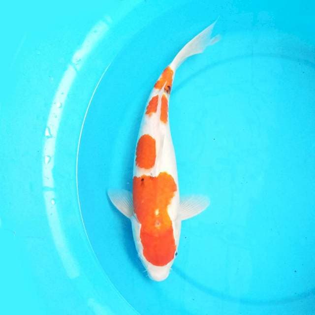 Sanke 39 cm