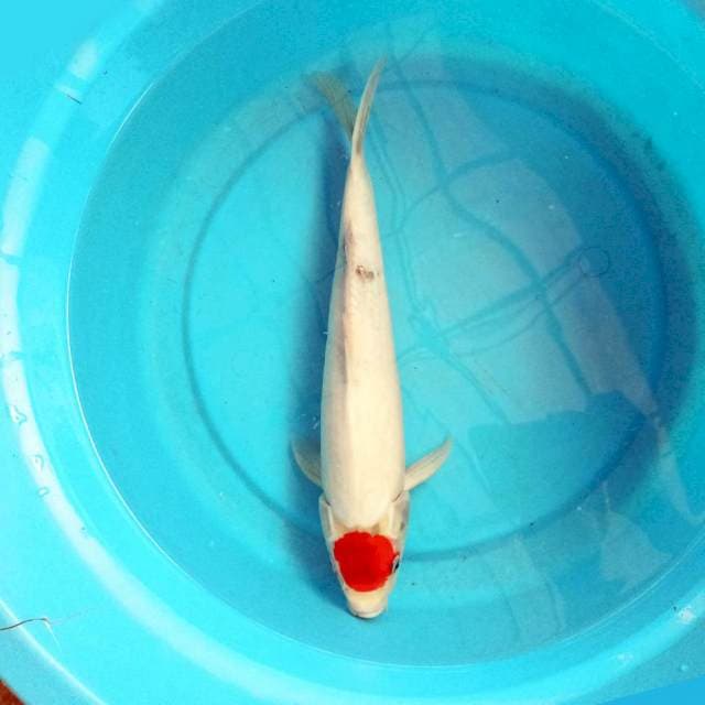 Tancho 39 cm