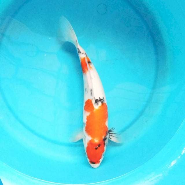 Sanke 33 cm