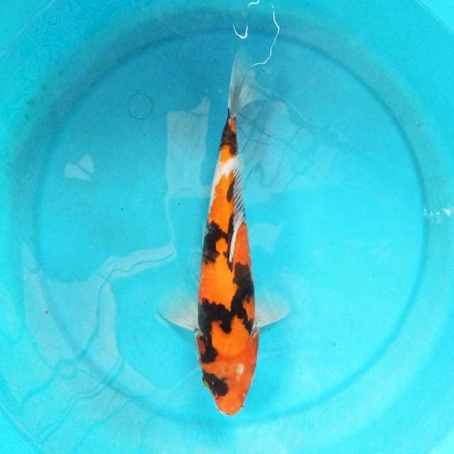 Hi Showa 30 cm