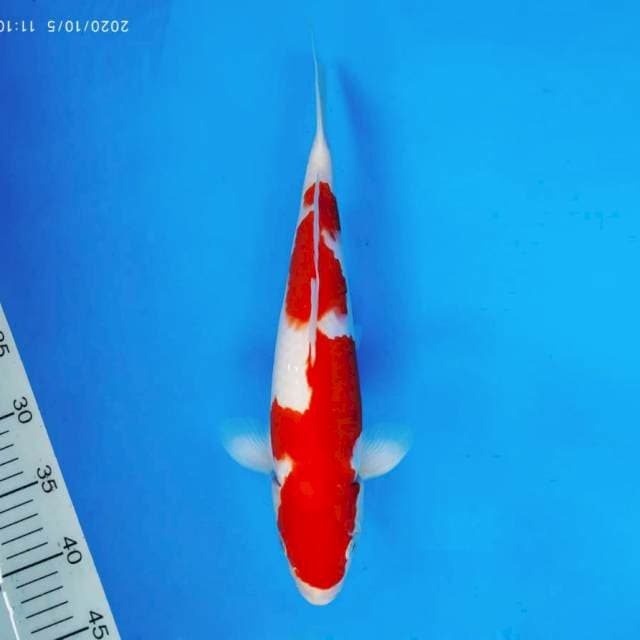 RONIN 10 - KOHAKU ®