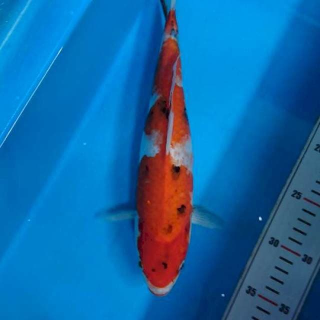 Showa Tategoi 31cm