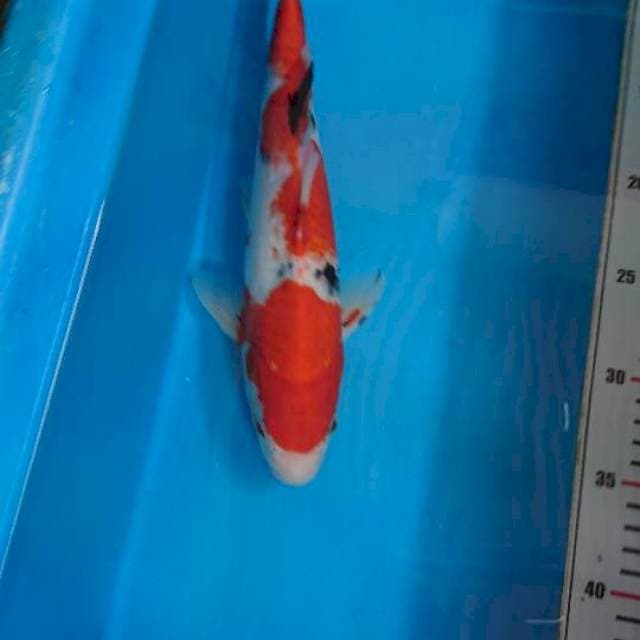 Showa 31cm