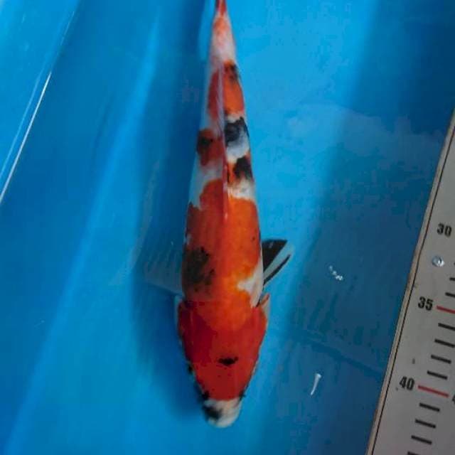 Showa 31cm