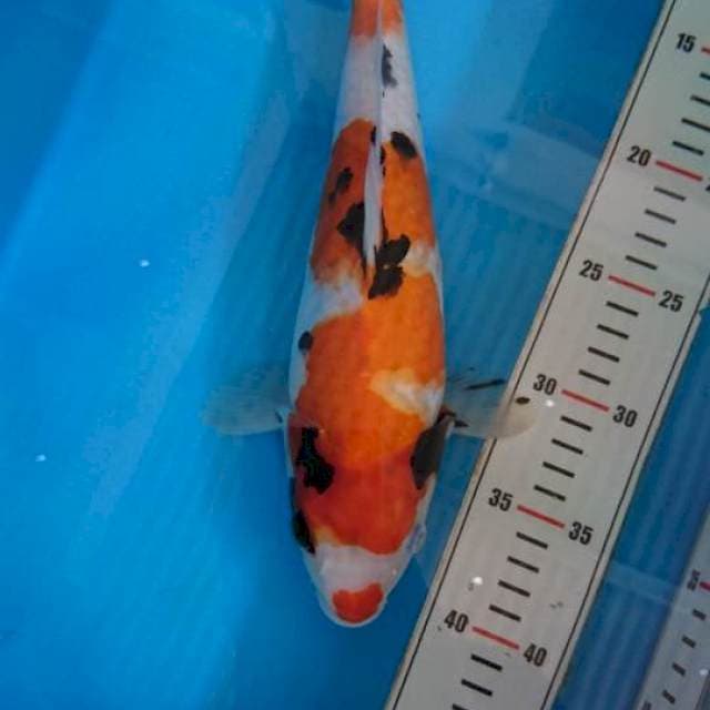 Showa 31cm
