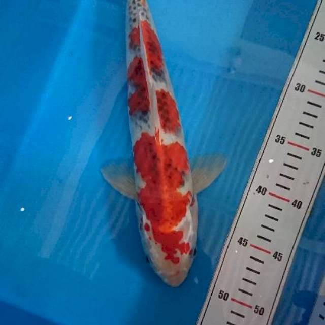 Goshiki 35cm
