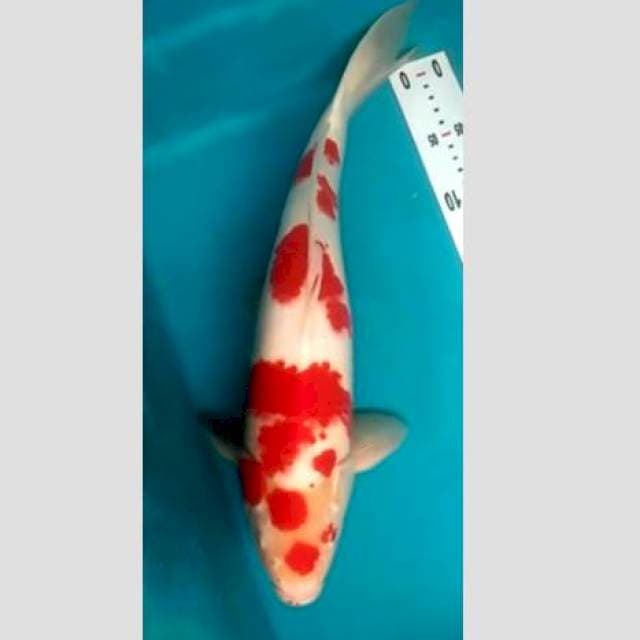 Kohaku merah darah jumbo 50bu import (serty ilang)