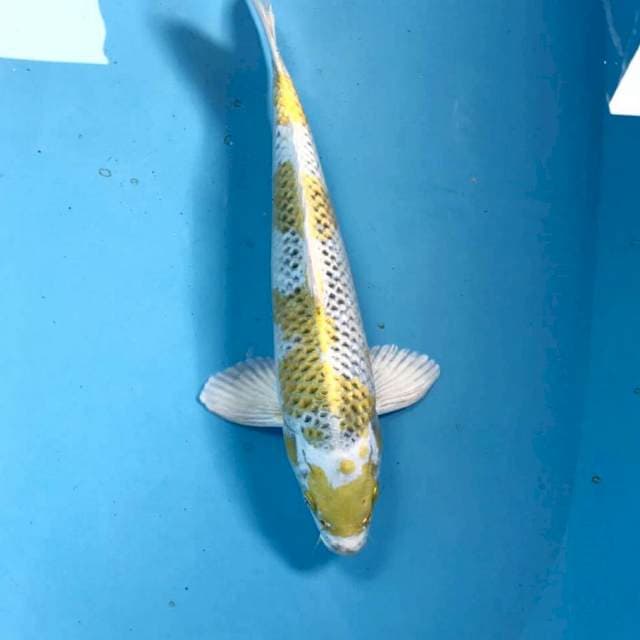 Hariwake, male 31 cm