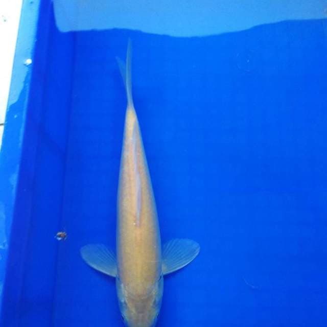 Karasi anakan import