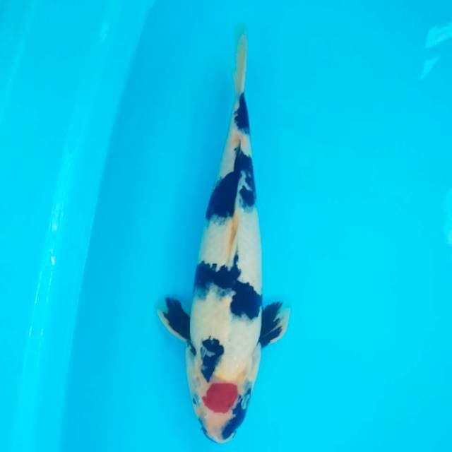 Tancho Showa original 35cm