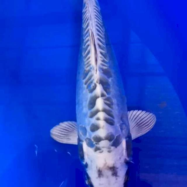 Kawarimono 25 cm. Unique