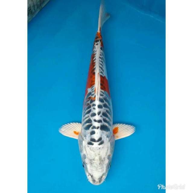 Aragoke Import non serti
