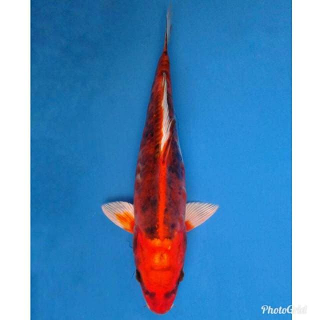Benikiko Import non serti