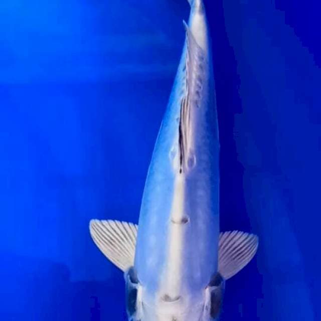 Kikokuryu 24cm