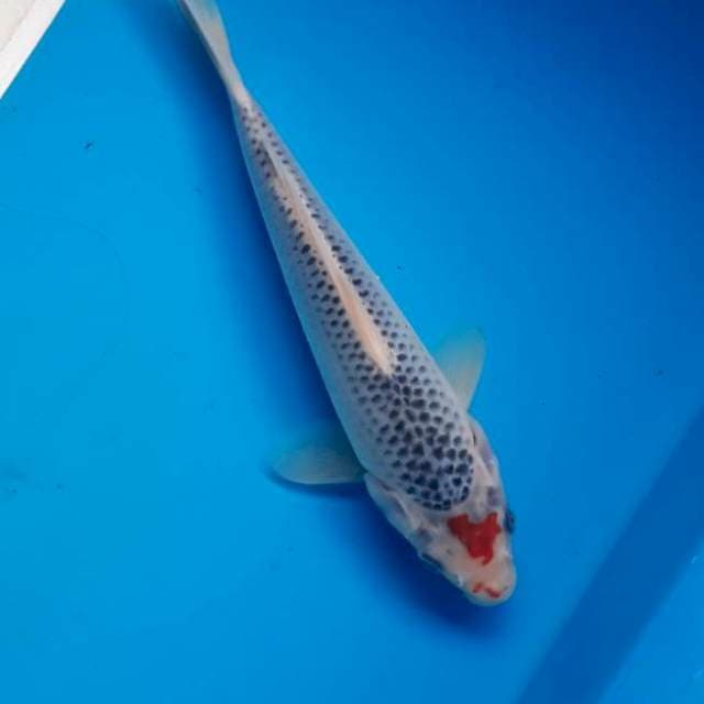 Asagi 18cm