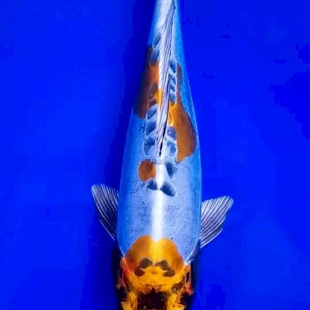 Kikokuryu 26cm.