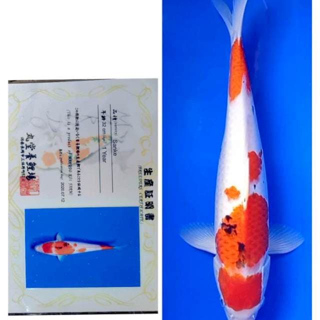 Sanke Import Serti Marudo